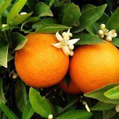 Orange flower Tunisia absolute 