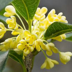 Osmanthus absolute 