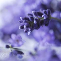 Lavender clonal maillette oil